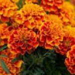 Marigold Flower (Genda Phool)
